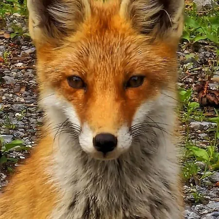 Large Deluxe - Lovo * Lenk