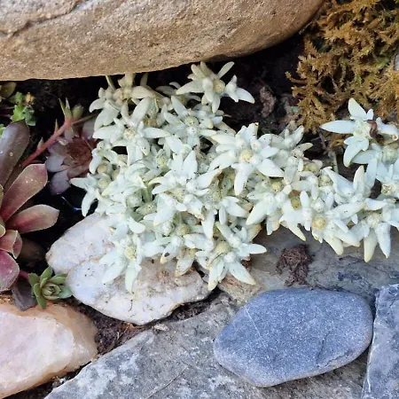 Large Deluxe - Lovo Lenk