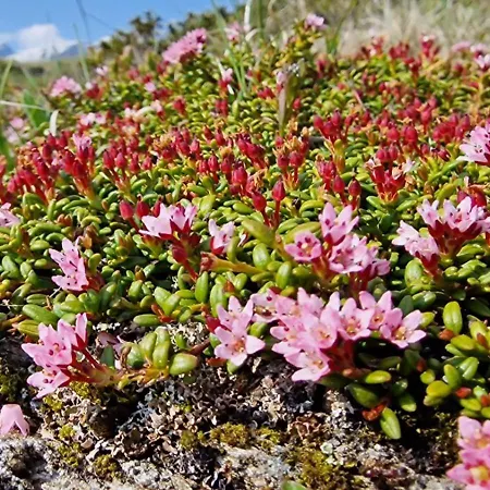 Large Deluxe - Lovo Appartement *