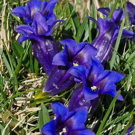 Large Deluxe - Lovo Appartement