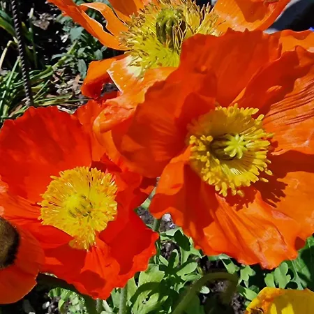 Appartement Large Deluxe - Lovo Lenk