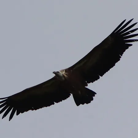 Large Deluxe - Lovo *