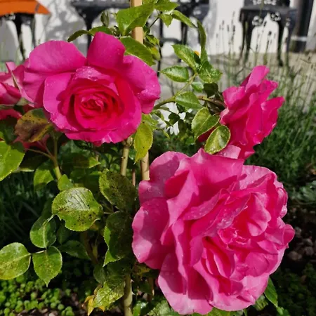 Large Deluxe - Lovo * לנק