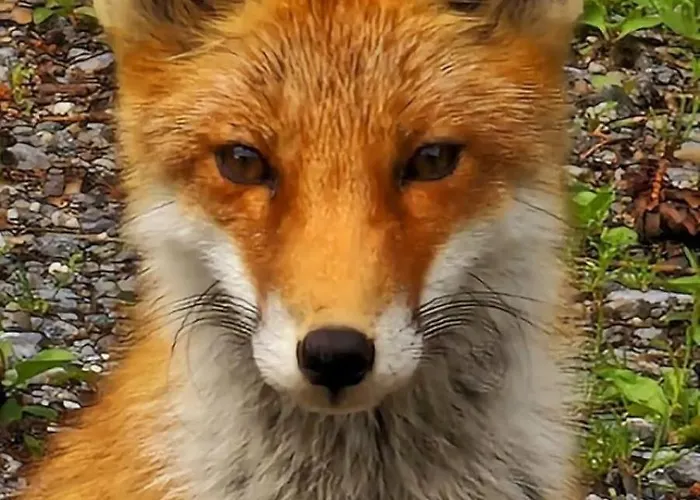 Large Deluxe - Lovo * Lenk