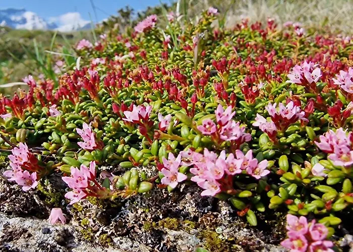 Large Deluxe - Lovo Lejlighed *