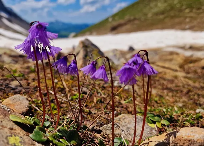 דירה Large Deluxe - Lovo