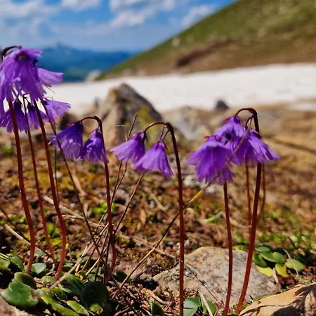 Lejlighed Large Deluxe - Lovo