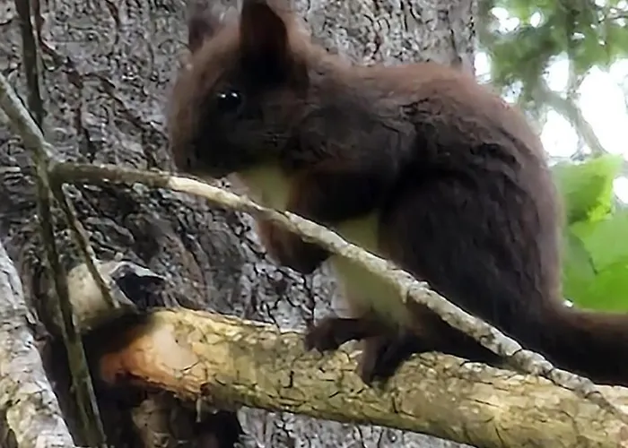 Lejlighed Large Deluxe - Lovo Lenk