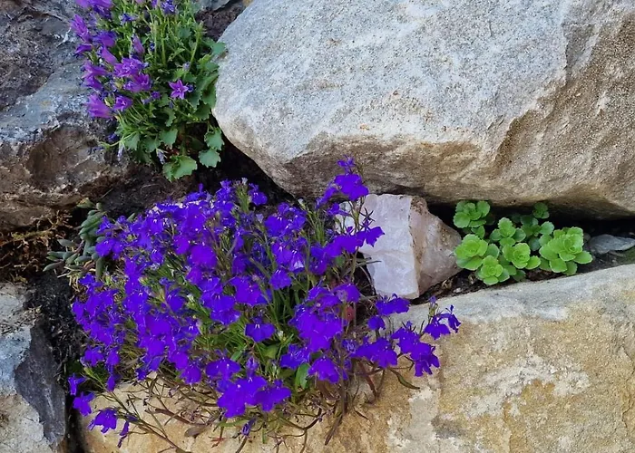 Large Deluxe - Lovo Lejlighed