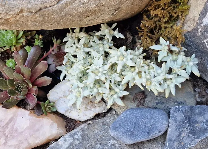 Large Deluxe - Lovo Lenk