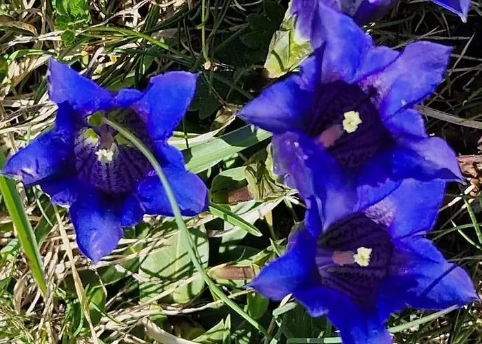 Large Deluxe - Lovo Lejlighed *