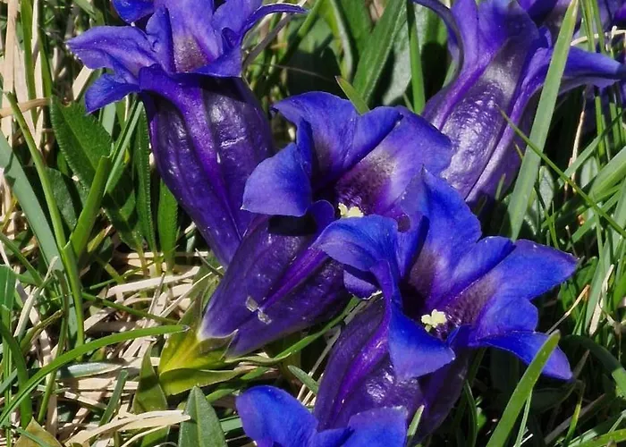 Large Deluxe - Lovo Lejlighed