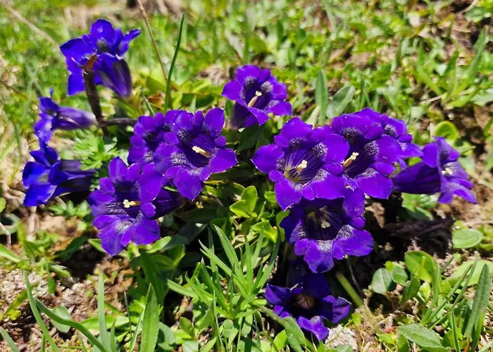 Large Deluxe - Lovo * Lenk