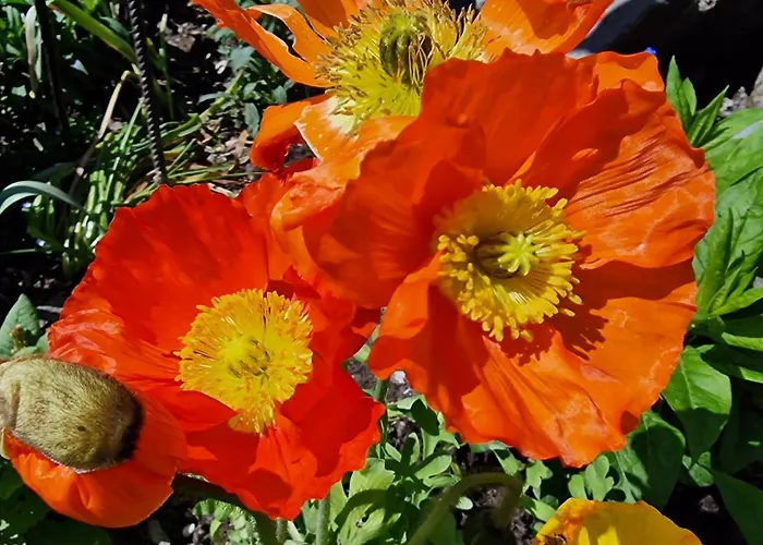 Lejlighed Large Deluxe - Lovo Lenk