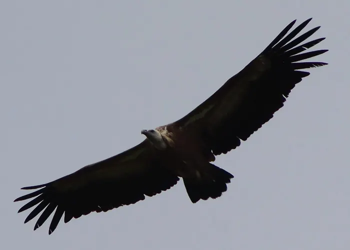 Large Deluxe - Lovo *