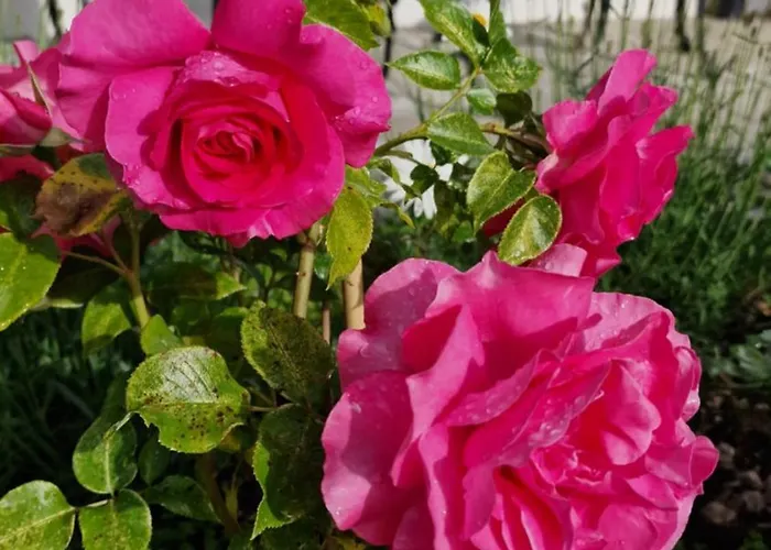 Large Deluxe - Lovo * Lenk